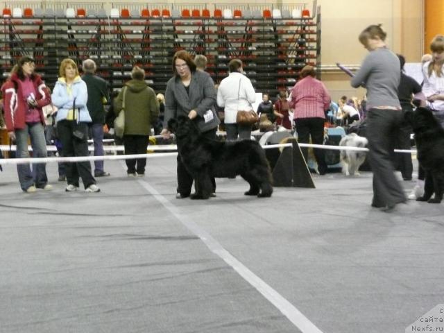 Фото: ньюфаундленд Goldbears You Must Be Joking