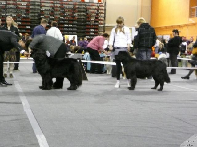 Фото: ньюфаундленд Goldbears You Must Be Joking, ньюфаундленд Inka Samlain Rugar Wolfin