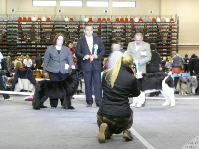 Фото: ньюфаундленд Goldbears You Must Be Joking, ньюфаундленд Zidan Clark Zvezdnij Dar