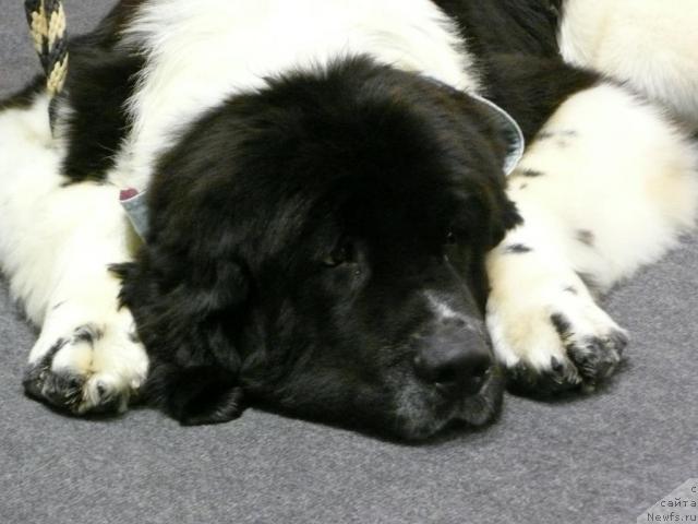 Фото: ньюфаундленд Zidan Clark Zvezdnij Dar