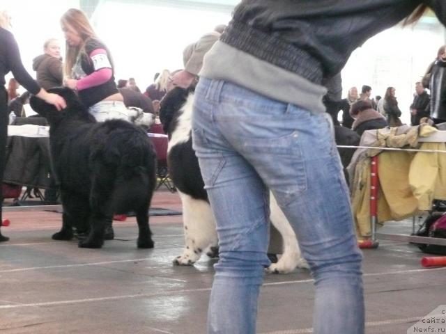 Фото: LION KING FANTASTISKOS LIANOS.