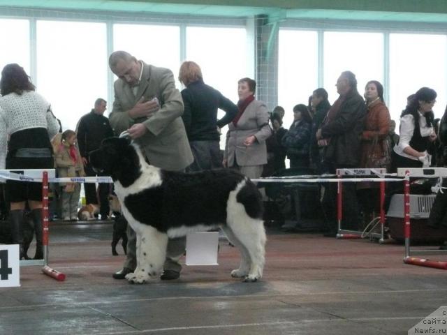 Фото: ньюфаундленд Zidan Clark Zvezdnij Dar