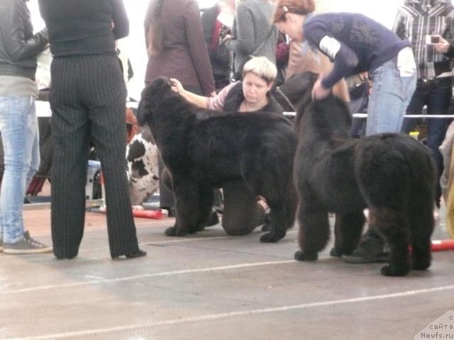 Фото: BLACK IMP FORTUNATE FEITA FEEBE