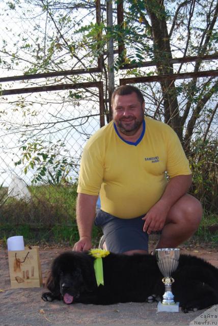 Фото: ньюфаундленд Formula Lyubvi ot Sibirskogo Medvedya (Формула Любви от Сибирского Медведя), YUriy Malev (Юрий Малев)