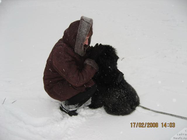 Фото: ньюфаундленд B'yanka Sed'moe CHudo Sveta (Бьянка Седьмое Чудо Света)