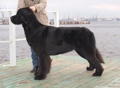 Фото: ньюфаундленд Dar Svezy Aydana s Izuminkoy (Дар Свезы Айдана с Изюминкой)