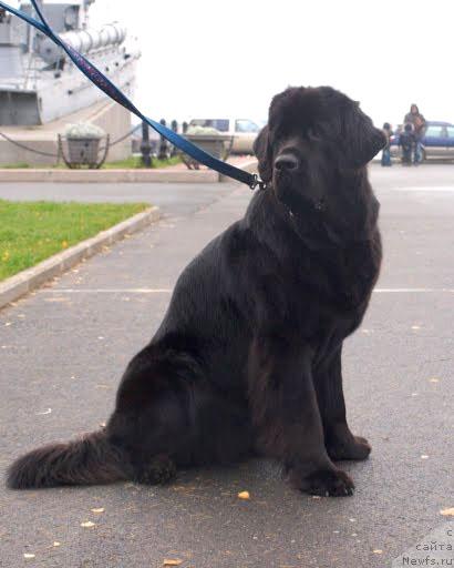 Фото: ньюфаундленд Dar Svezy Aydana s Izuminkoy (Дар Свезы Айдана с Изюминкой)