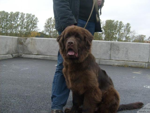 Фото: ньюфаундленд Fann'yuf Oksa-Dar (Фанньюф Окса-Дар)