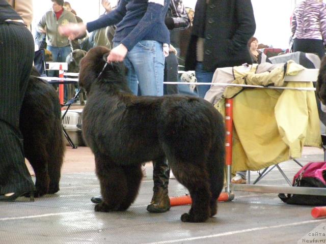 Фото: ньюфаундленд Fairweathers Rendition