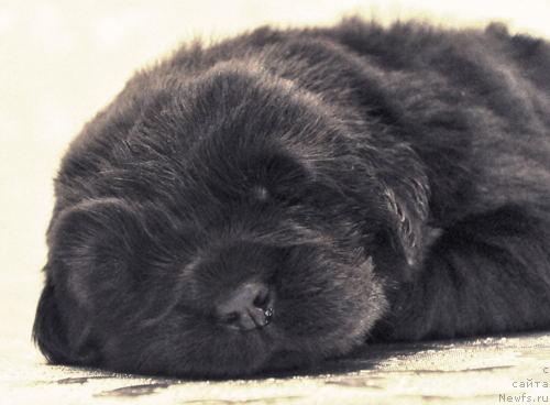 Фото: ньюфаундленд Myedjikal Oushen Dark Kvin (Мэджикал Оушен Дарк Квин)