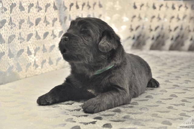 Фото: ньюфаундленд Myedjikal Oushen Dabl Drim (Мэджикал Оушен Дабл Дрим)