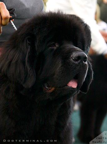 Фото: ньюфаундленд Skippers Only You for Smigar