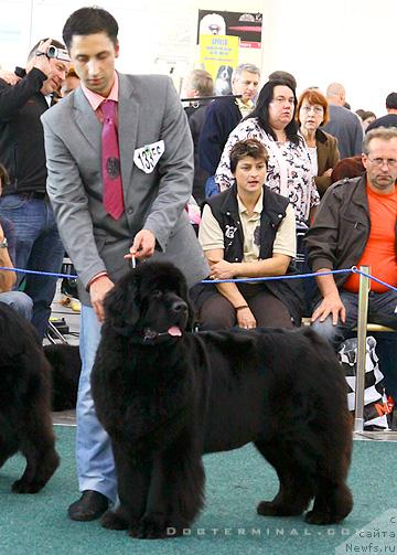 Фото: ньюфаундленд Skippers Only You for Smigar, Aleksandr Korotkov (Александр Коротков)