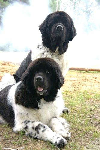 Фото: ньюфаундленд Super Bizon Argo (Супер Бизон Арго), ньюфаундленд Plyushevaya Panda La Bella (Плюшевая Панда Ла Белла)