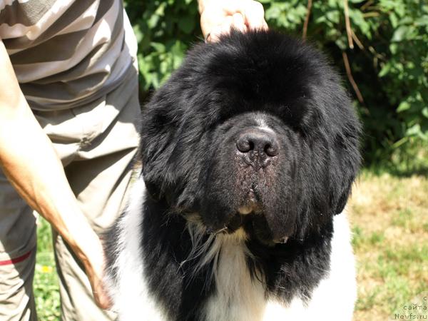 Фото: ньюфаундленд High Secret Voltaire