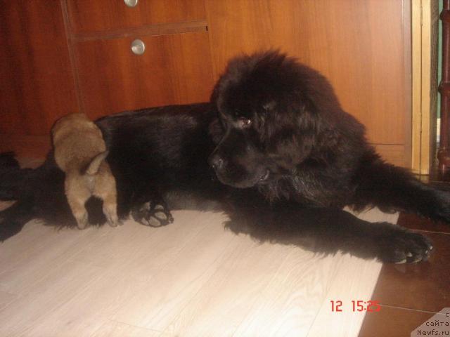 Фото: ньюфаундленд Dyurbahler Klab Al' Pochino (Дюрбахлер Клаб Аль Почино), кроха Хэппи (3 недели)