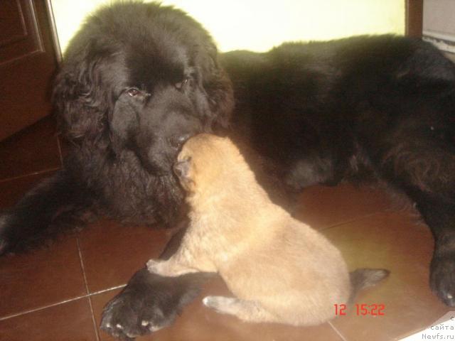 Фото: ньюфаундленд Dyurbahler Klab Al' Pochino (Дюрбахлер Клаб Аль Почино), Хэппи