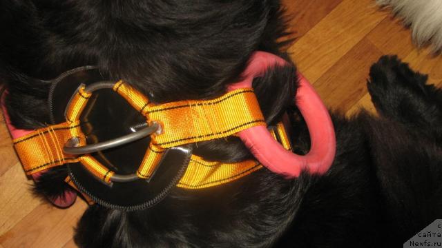 Фотография № 33474