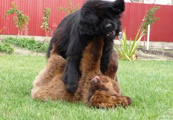 Фото: ньюфаундленд Adel' SHokoladnaya Ledi (Адель Шоколадная Леди), ньюфаундленд Rafayella Brillians CHernaya Jemchujina (Рафаэлла Бриллианс Черная Жемчужина)