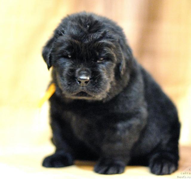 Фото: ньюфаундленд Myedjikal Oushen Dip Lav (Мэджикал Оушен Дип Лав)