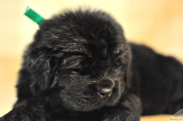 Фото: ньюфаундленд Myedjikal Oushen Dabl Drim (Мэджикал Оушен Дабл Дрим)