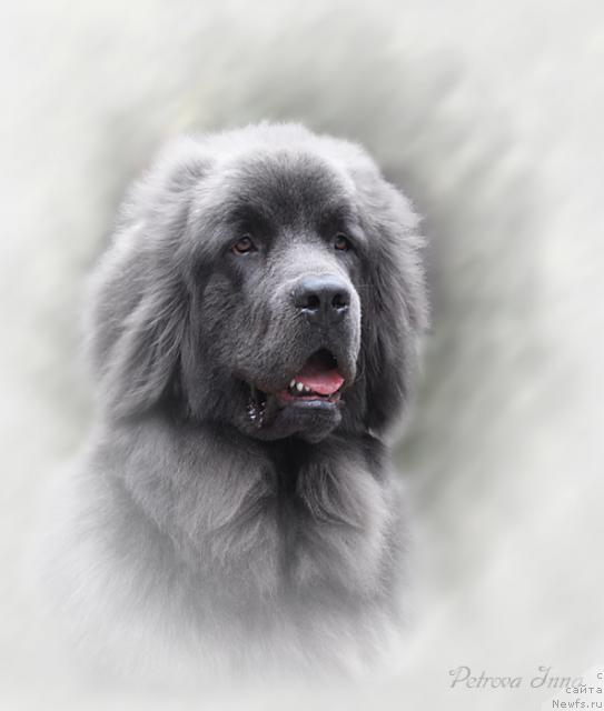 Фото: ньюфаундленд Dyurbahler Klab Al'faretta Vin'etta (Дюрбахлер Клаб Альфаретта Виньетта)