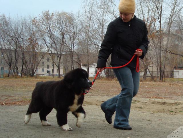 Фото: ньюфаундленд Mag Ispolin Lavina (Маг Исполин Лавина)