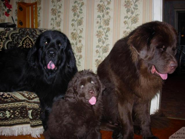 Фото: ньюфаундленд Lesnaya Skazka Raskrasavica (Лесная Сказка Раскрасавица), ньюфаундленд Zvezdnaya Toskana Lesnaya Raskrasavica (Звездная Тоскана Лесная Раскрасавица), ньюфаундленд Konfuciy (Конфуций)