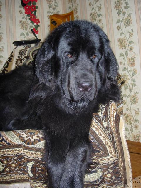 Фото: ньюфаундленд Lesnaya Skazka Raskrasavica (Лесная Сказка Раскрасавица)