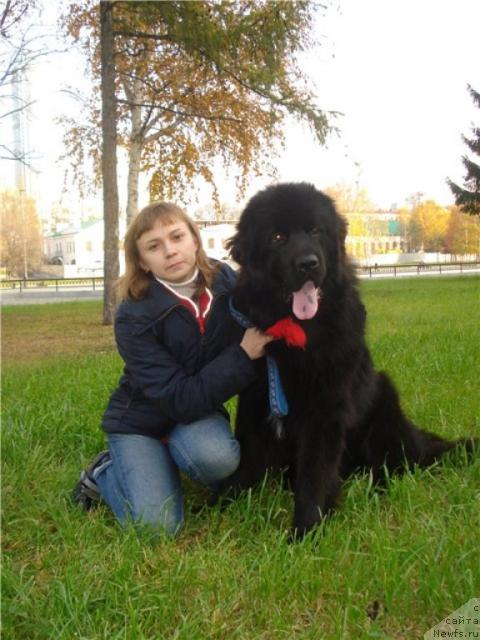 Фото: ньюфаундленд Kapitan N'yufort (Капитан Ньюфорт), Irina Verovenko (Ирина Веровенко)