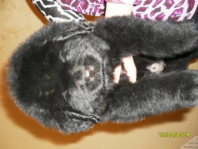 Фото: Lyudmila Novikova (Людмила Новикова)