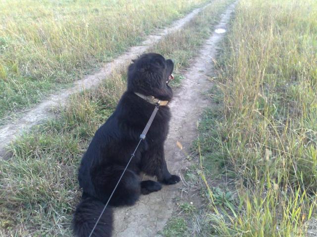 Фото: ньюфаундленд Toptyijka Spyaschaya Krasavica (Топтыжка Спящая Красавица)