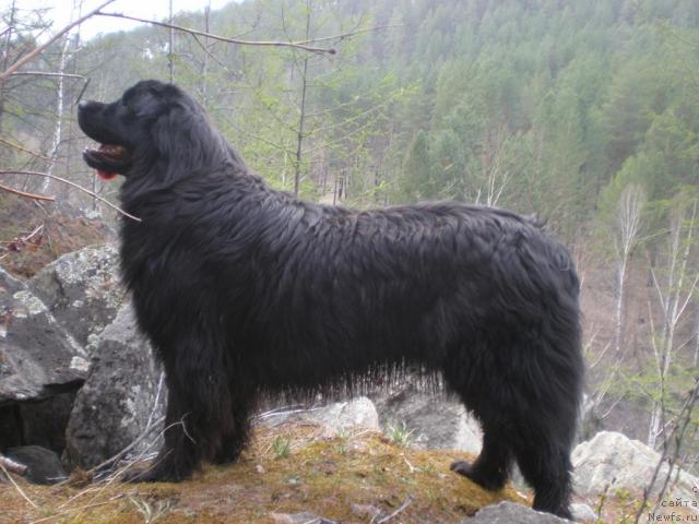 Фото: ньюфаундленд Zampl Pritti  iz Medvej'ego YAra (Зампл Притти  из Медвежьего Яра)