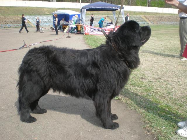 Фото: ньюфаундленд Zampl Pritti  iz Medvej'ego YAra (Зампл Притти  из Медвежьего Яра)