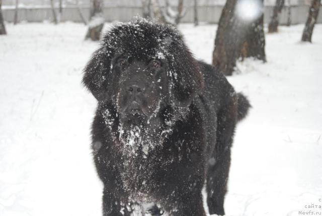 Фото: ньюфаундленд Formula Lyubvi ot Sibirskogo Medvedya (Формула Любви от Сибирского Медведя)