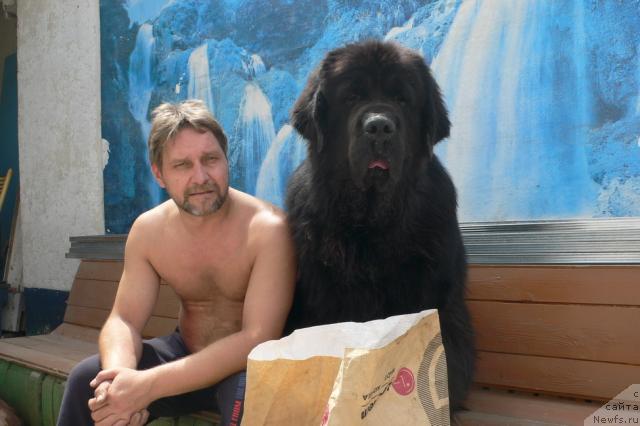 Фото: ньюфаундленд Veridan Zvezdnyiy Put' (Веридан Звездный Путь)