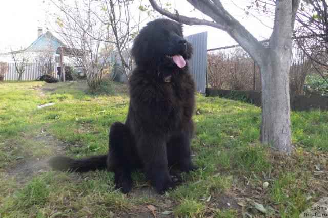 Фото: ньюфаундленд Serafima Skazochnaya Feya (Серафима Сказочная Фея)