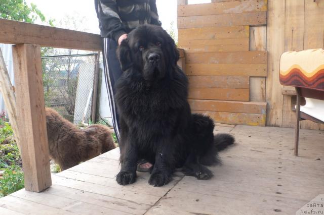 Фото: ньюфаундленд Veridan Zvezdnyiy Put' (Веридан Звездный Путь)