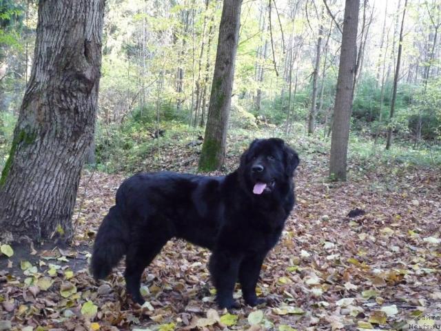 Фото: ньюфаундленд Akello-Lan'yu 