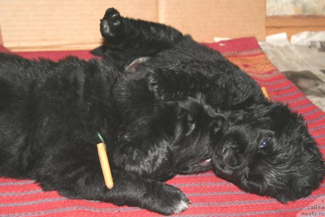 Фото: Щенок из 