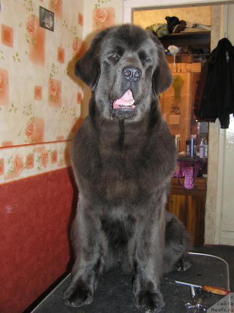 Фото: ньюфаундленд Dyurbahler Klab Al'faretta Vin'etta (Дюрбахлер Клаб Альфаретта Виньетта)