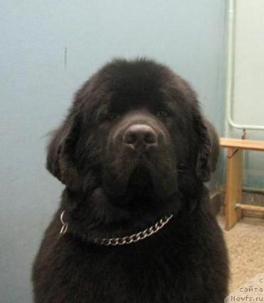Фото: ньюфаундленд Amulet Lyubvi i Schastya (Амулет Любви и Счастья)
