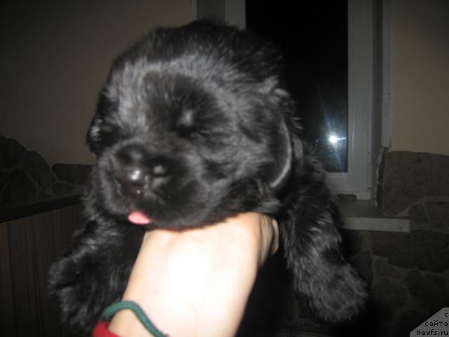 Фото: ньюфаундленд Vindzorskaya Prokaznica Lava (Виндзорская Проказница Лава)