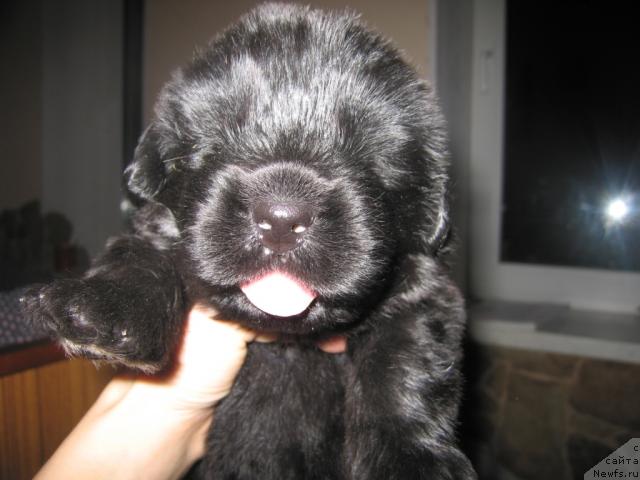 Фото: ньюфаундленд Vindzorskaya Prokaznica Lava (Виндзорская Проказница Лава)