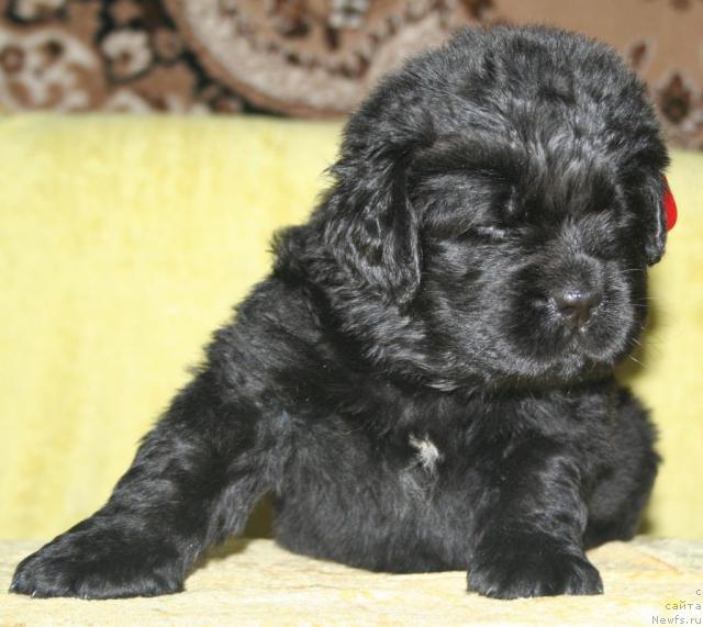 Фото: ньюфаундленд Beguschaya po Volnam Revolution a la Rus (Бегущая по Волнам Револутион а ла Рус)