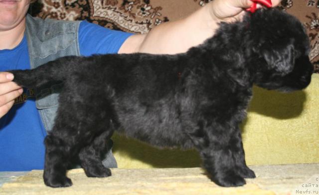 Фото: ньюфаундленд Beguschaya po Volnam Revolution a la Rus (Бегущая по Волнам Револутион а ла Рус)