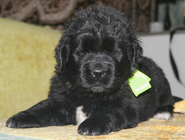 Фото: ньюфаундленд Beguschaya po Volnam Razve YEtogo Malo (Бегущая по Волнам Разве Этого Мало)