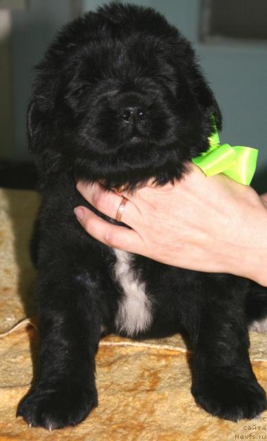 Фото: ньюфаундленд Beguschaya po Volnam Razve YEtogo Malo (Бегущая по Волнам Разве Этого Мало)