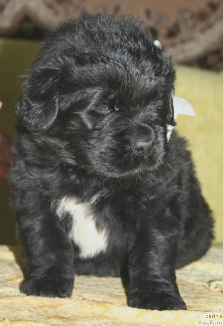 Фото: ньюфаундленд Beguschaya po Volnam Regatta Katti Sark (Бегущая по Волнам Регатта Катти Сарк)