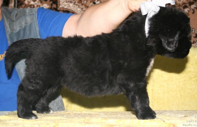 Фото: ньюфаундленд Beguschaya po Volnam Regatta Katti Sark (Бегущая по Волнам Регатта Катти Сарк)